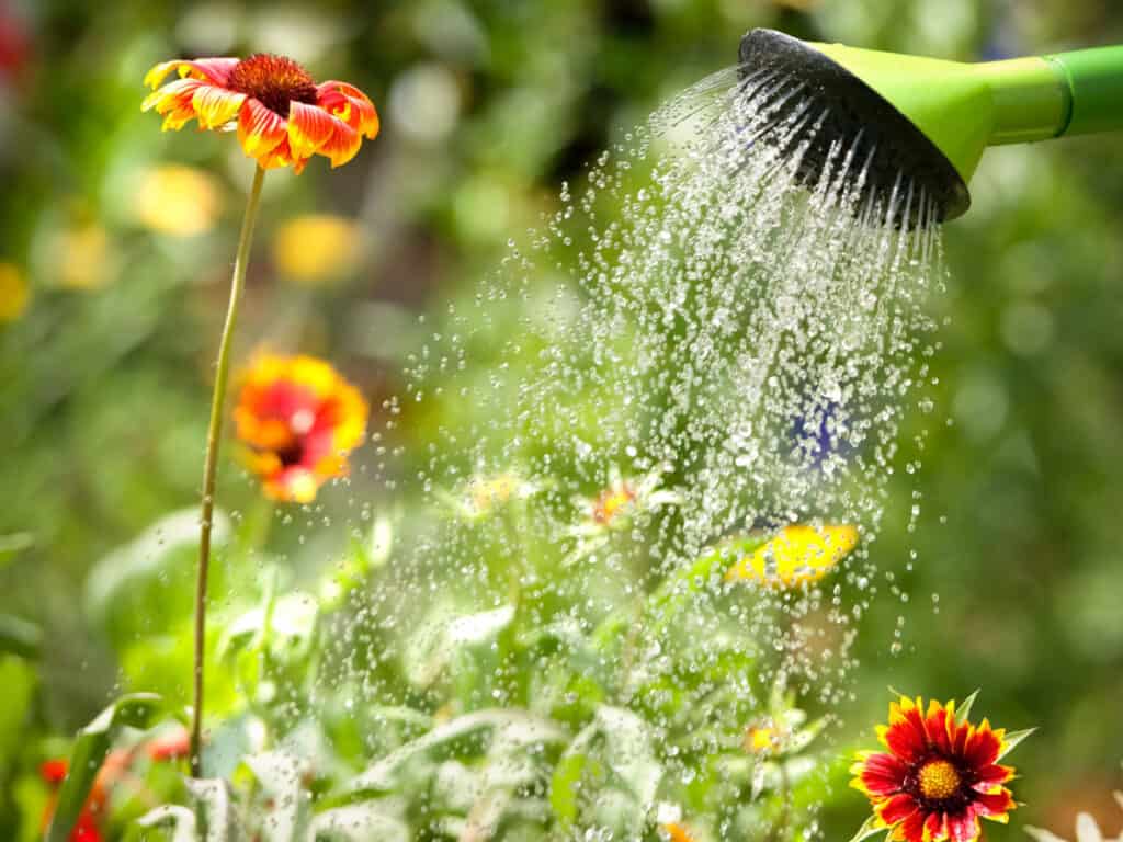 a spray of water from a watering can raining down on flowers