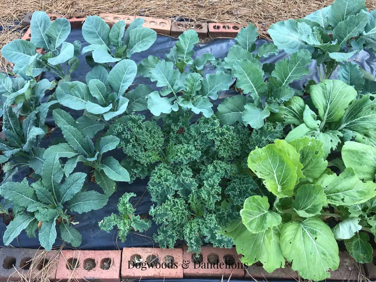 several varieties of kale and other winter greens growing in a black plastic garden